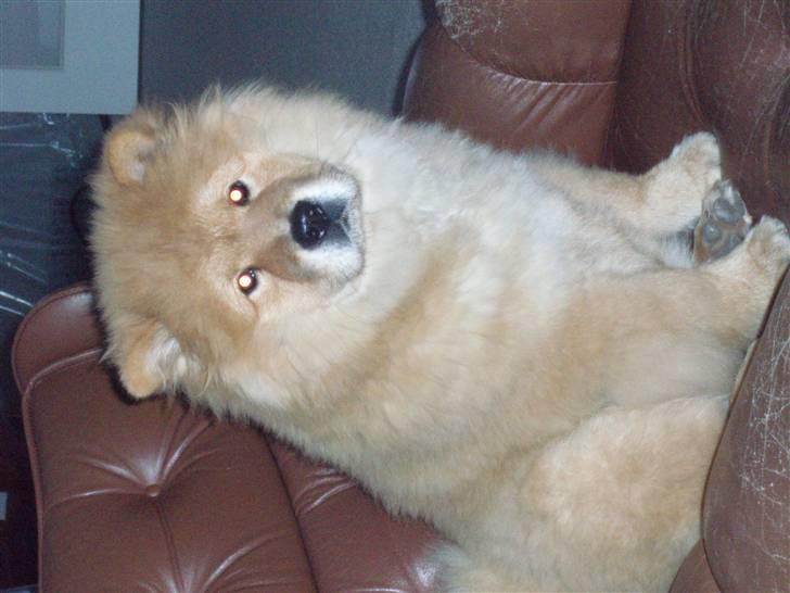 Chow chow Nika billede 4