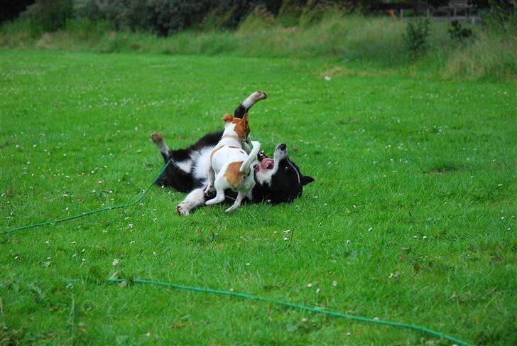 Karelsk bjørnehund Bipes Night's in white Satin *Liva* - I fuld leg med en lille Jack Russel billede 4