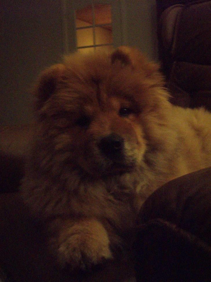 Chow chow Nika billede 5