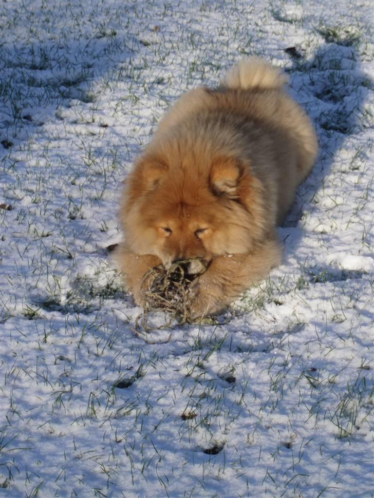 Chow chow Nika billede 6