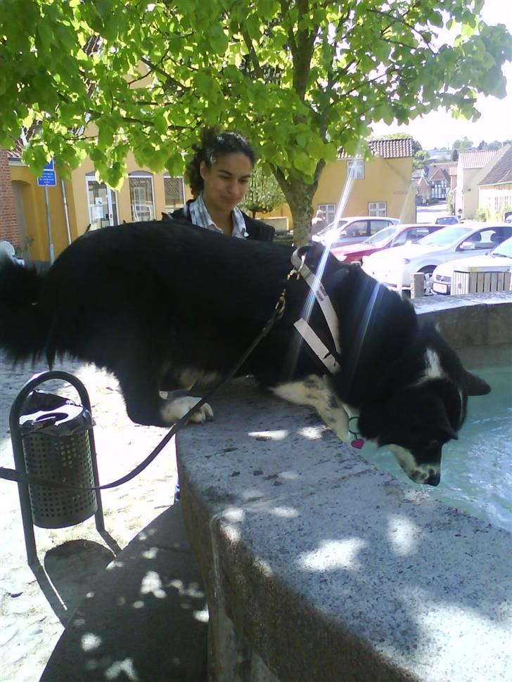 Karelsk bjørnehund Bipes Night's in white Satin *Liva* - Er man tørstig er man altså tørstig billede 5