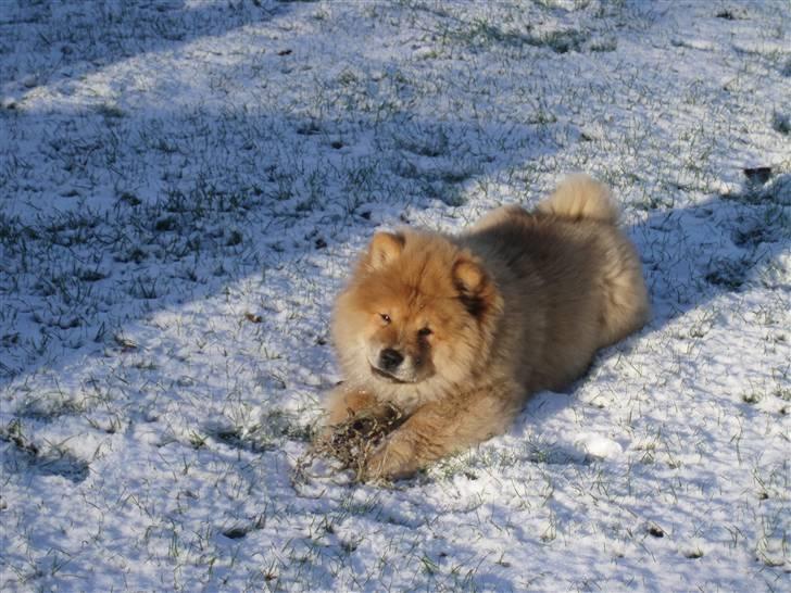 Chow chow Nika billede 7