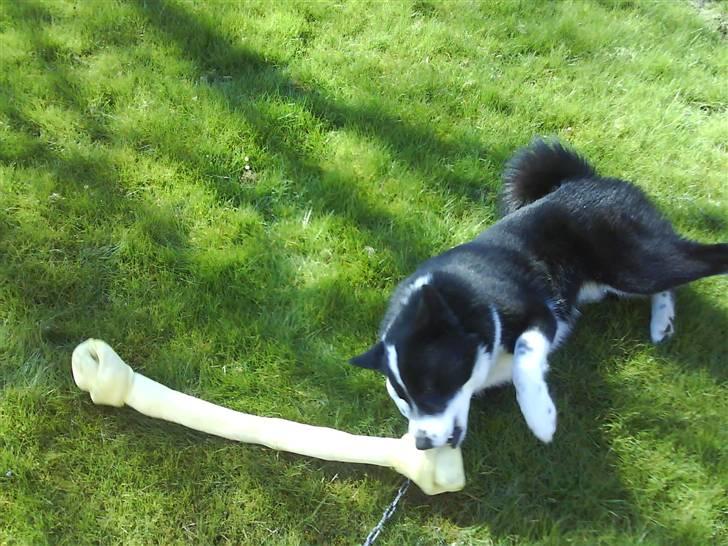 Karelsk bjørnehund Bipes Night's in white Satin *Liva* billede 6