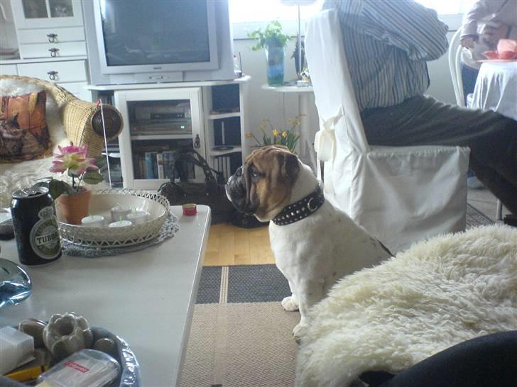 Engelsk bulldog ICEMAN - er man konge eller hvad billede 1