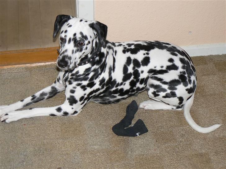 Dalmatiner Sara R.I.P. billede 1