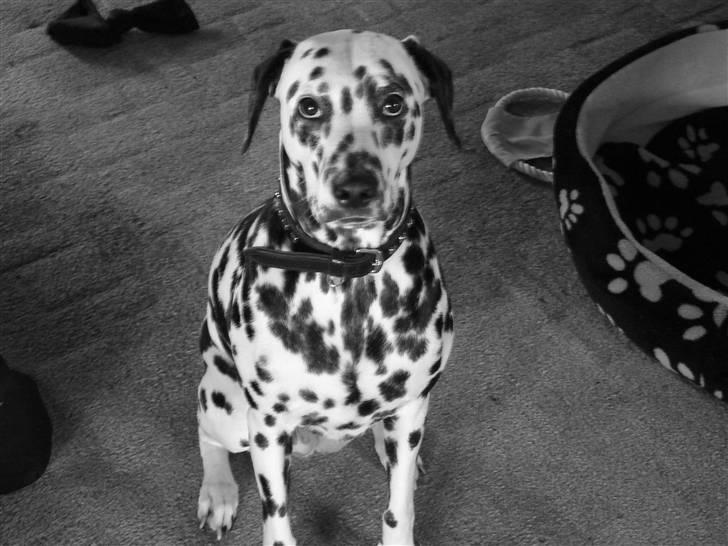 Dalmatiner Sara R.I.P. - S/W billede billede 2