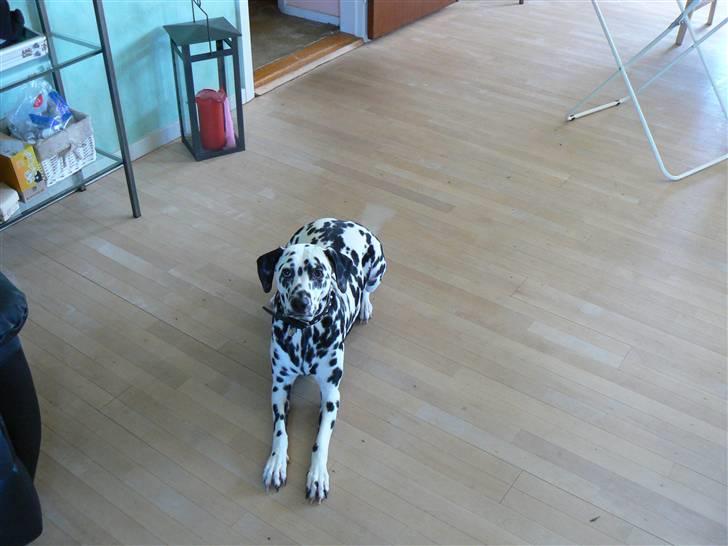 Dalmatiner Sara R.I.P. billede 3
