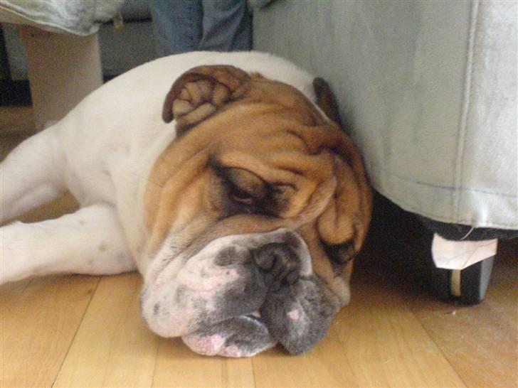 Engelsk bulldog ICEMAN - min ejer se cykelløb i tvet gab. billede 2