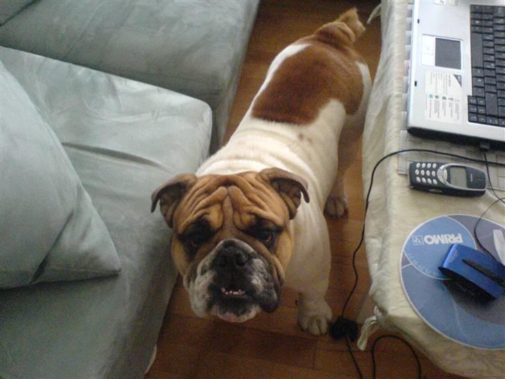 Engelsk bulldog ICEMAN billede 3