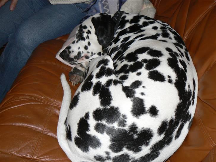 Dalmatiner Sara R.I.P. billede 4