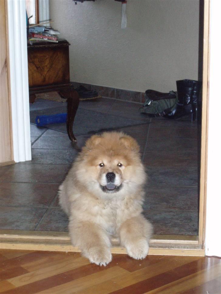 Chow chow Nika billede 8