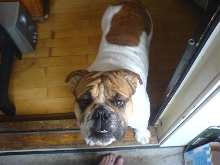 Engelsk bulldog ICEMAN - få jeg snart noget opmærksomhed?? billede 4