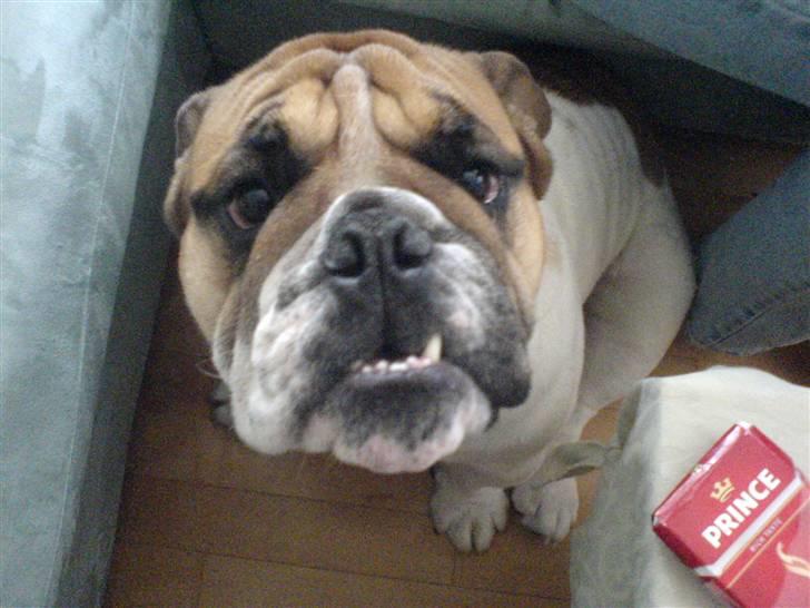 Engelsk bulldog ICEMAN - jeg er sulten billede 5