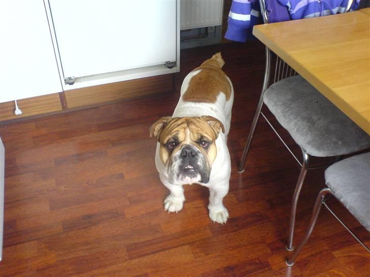 Engelsk bulldog ICEMAN billede 6