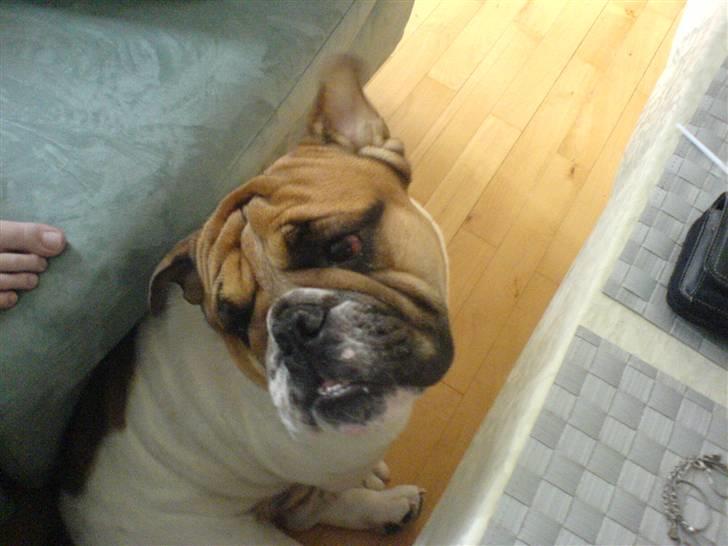 Engelsk bulldog ICEMAN billede 7