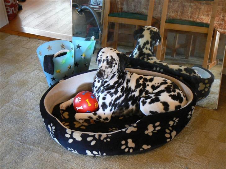 Dalmatiner Sara R.I.P. billede 5