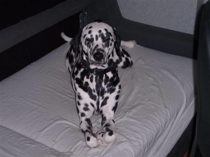 Dalmatiner Sara R.I.P. billede 6