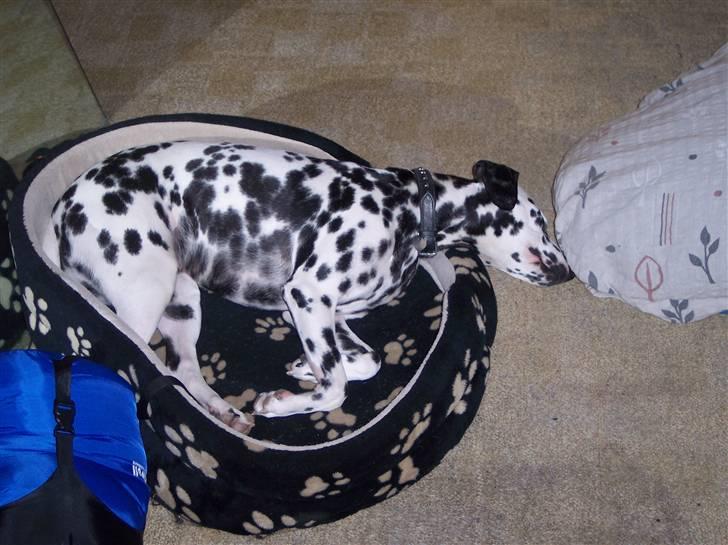 Dalmatiner Sara R.I.P. - En meget træt Sara billede 7