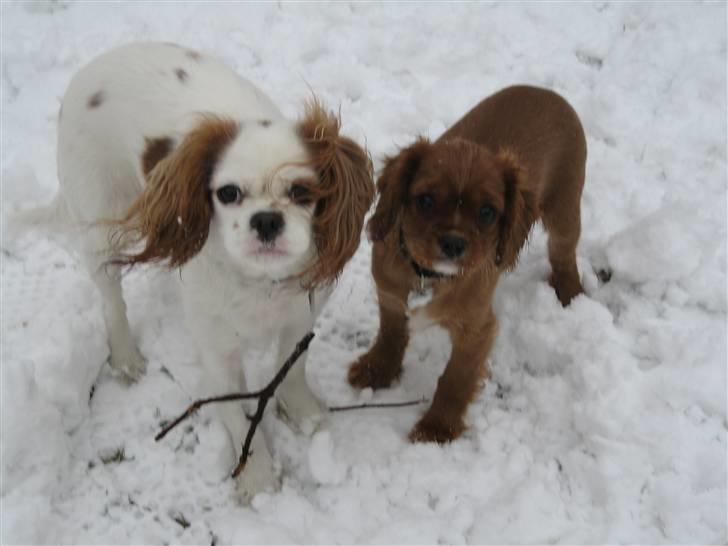 Cavalier king charles spaniel Perle R.I.P. 9. maj 2012  - Mig og søster Snuggi nyder al sneen i haven. billede 11