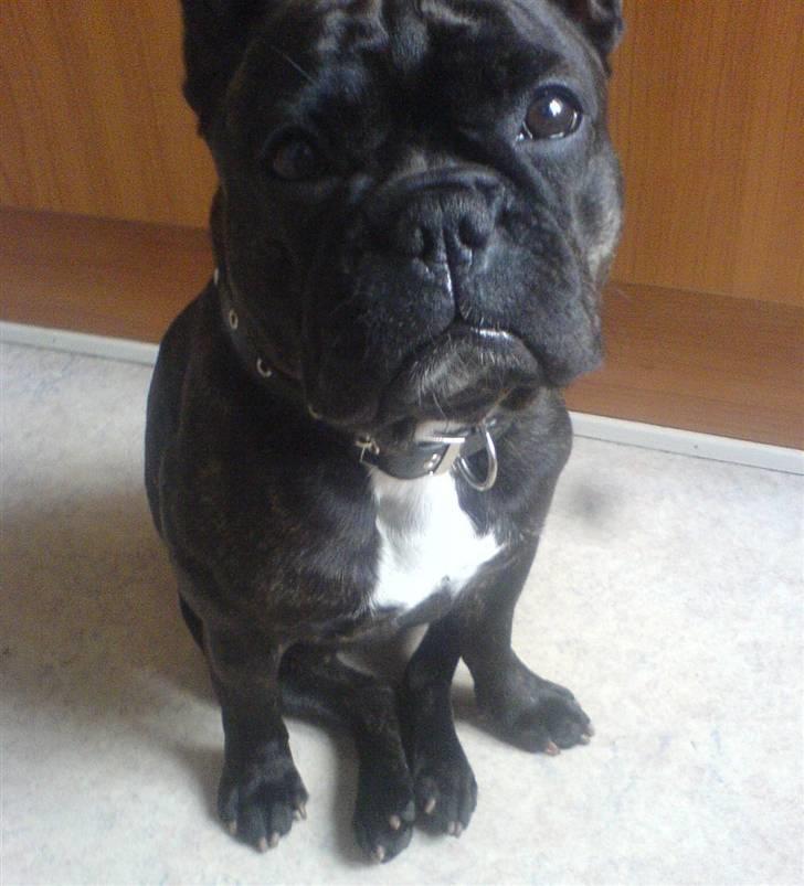 Fransk bulldog Trunte  - Trunte tigger med store øjne ved morgen bordet billede 1