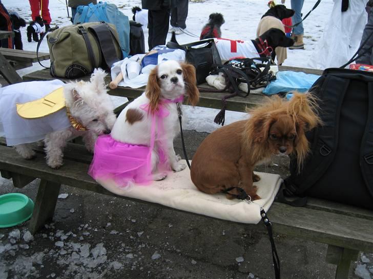 Cavalier king charles spaniel Perle R.I.P. 9. maj 2012  - Fastelavnsfest i Hundeklubben Lyngby 2006. Jeg er selvfølgelig prinsesse og Snuggi er løve. billede 12