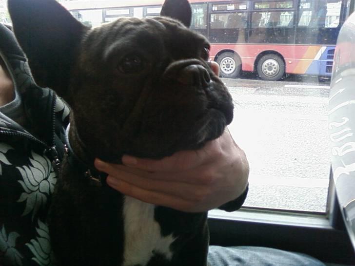 Fransk bulldog Trunte  - Med ude og køre bus :) hun elsker det. billede 2