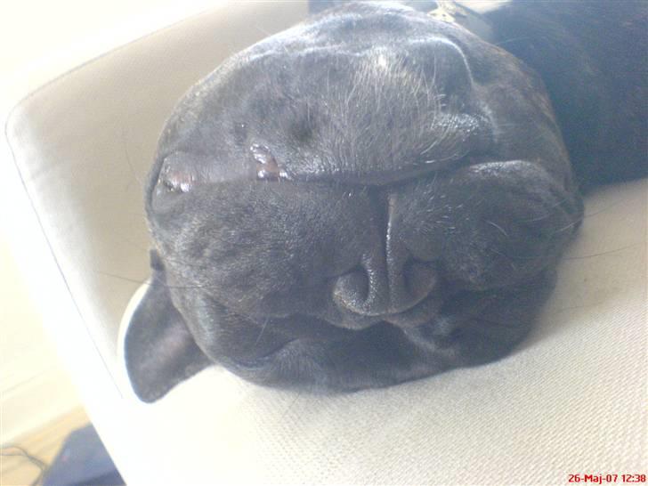 Fransk bulldog Trunte  - Elsker og sove på de mest underlige måder. billede 3