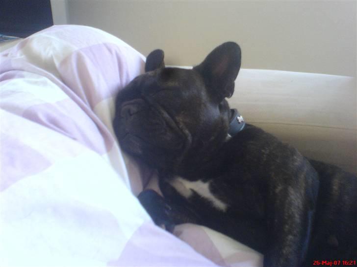 Fransk bulldog Trunte  - ZZZZZZZZZzzzzzzzzz billede 4