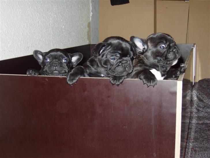 Fransk bulldog Trunte  - Trunte helt til højre. billede 5