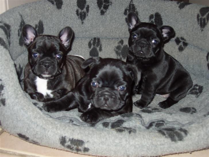 Fransk bulldog Trunte  - Og trunte til venstre billede 6