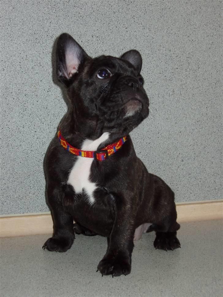 Fransk bulldog Trunte  - Er jeg ikk bare fin :) billede 7