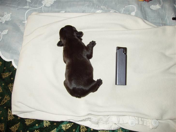 Fransk bulldog Trunte  - Var godt nok ikk særlig stor som bette :) billede 8