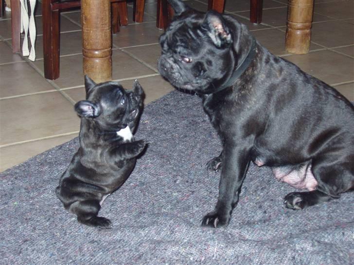 Fransk bulldog Trunte  - Prøver og drille mor. men kan ikk helt nå endnu. billede 9