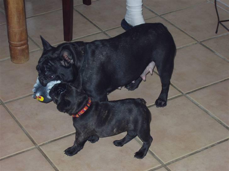 Fransk bulldog Trunte  - Det er altså min bamse mor. Find din egen. billede 10