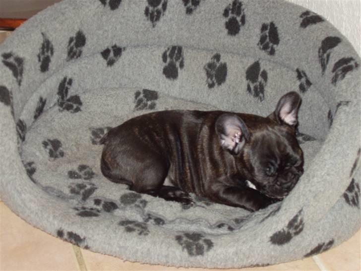 Fransk bulldog Trunte  - Orrg, skal jeg virkelig op nu. billede 11