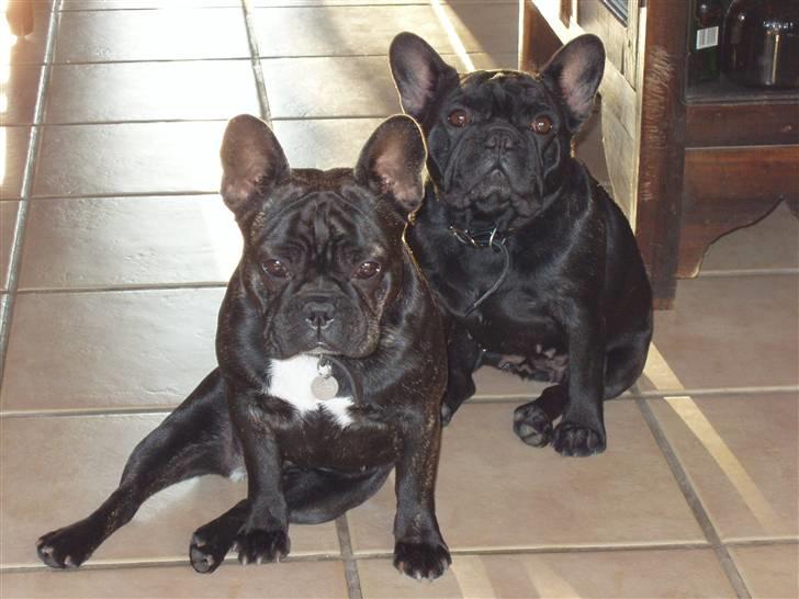 Fransk bulldog Trunte  - Unge trunte sidder med sin dejlige mor tøsen billede 12