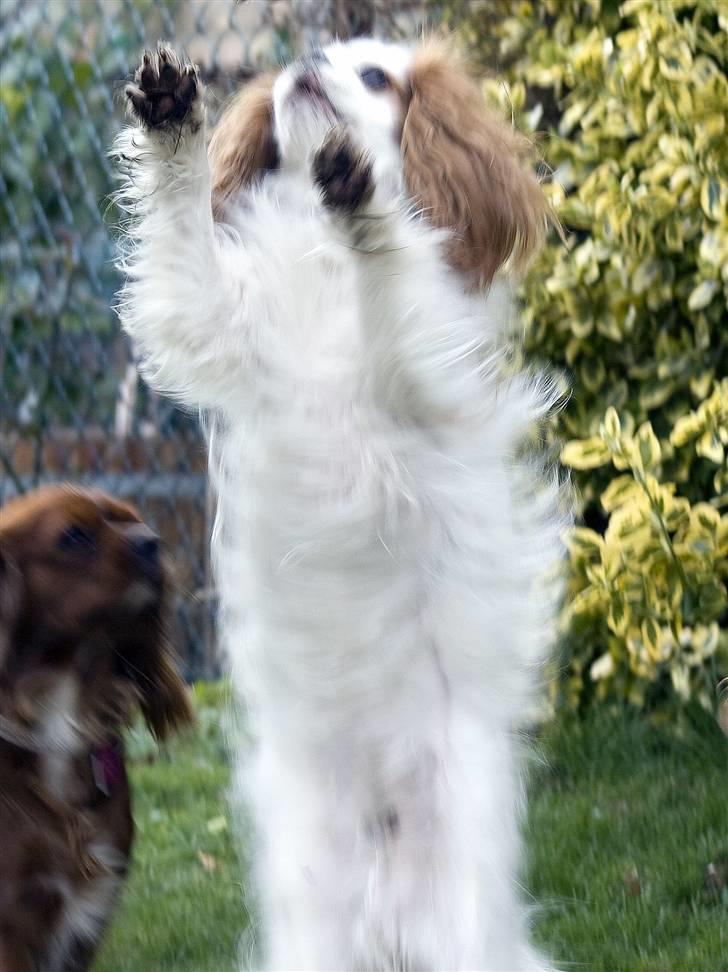 Cavalier king charles spaniel Perle R.I.P. 9. maj 2012  - Perle er rigtig god til at danse på 2 ben. billede 13