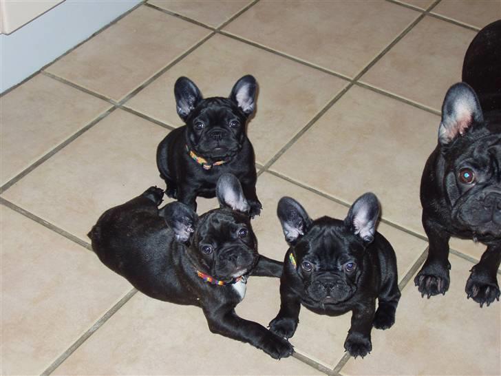 Fransk bulldog Trunte  - mig med det røde halsbånd. ligger med mine søskene, og mor passer på os :) billede 13