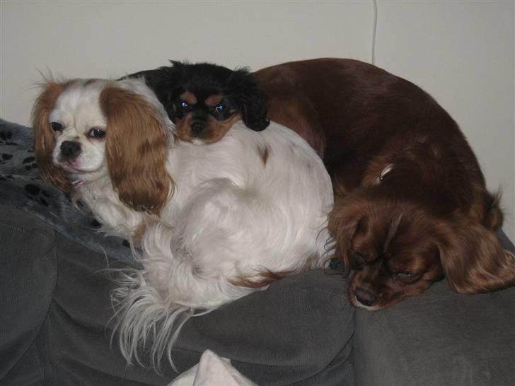 Cavalier king charles spaniel Perle R.I.P. 9. maj 2012  - Vi hviler alle 3 på den bedste plads i sofaen. Den har udsigt til vejen. billede 15