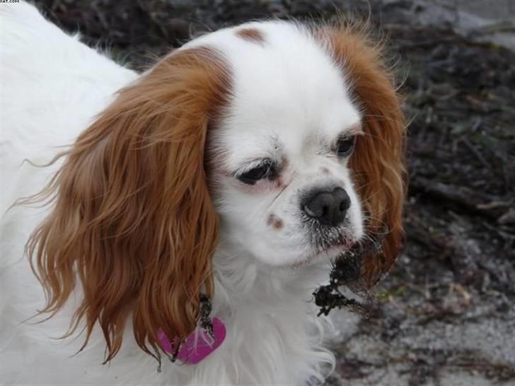 Cavalier king charles spaniel Perle R.I.P. 9. maj 2012  - Perle med tang i ørerne. Ishøj strand april 08. billede 16