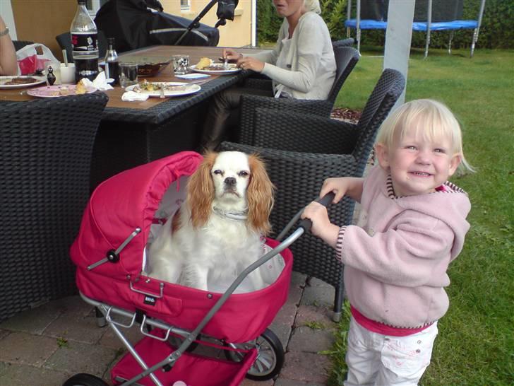 Cavalier king charles spaniel Perle R.I.P. 9. maj 2012  - Jeg elsker bare at der er nogen som gider at kører mig en tur. Uha, den dukkevogn gad jeg godt have derhjemme, men min mor sir: NEJ! billede 17