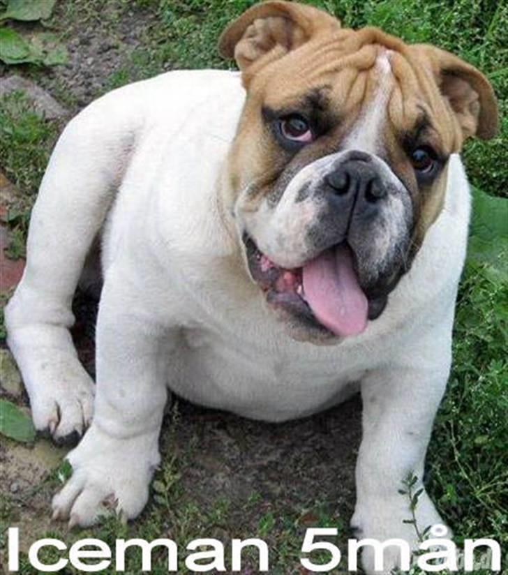 Engelsk bulldog ICEMAN - 5 mån. billede 8