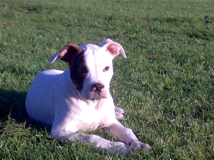 Amerikansk bulldog Zack - Se hvor dejlig jeg er ;) ...  billede 14