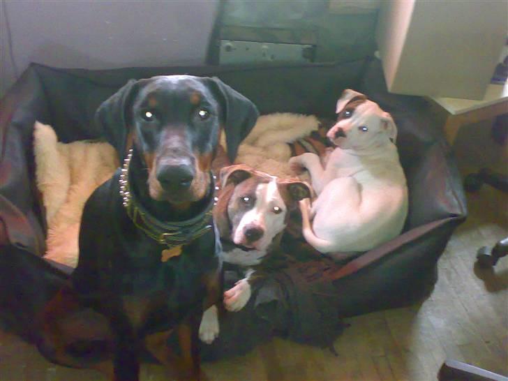 Amerikansk bulldog Zack - Vega, Tika, og Zack , - Hva sir du HR. indbrudstyv..? vil du besøge os ? *hehe* billede 15