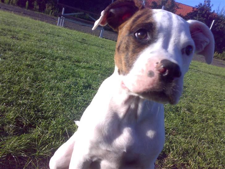 Amerikansk bulldog Zack - Sidder lige pænt fordi jeg fik at vide jeg skulle, men lige om lidt løber jeg rundt som en tosse igen :) ..  billede 16