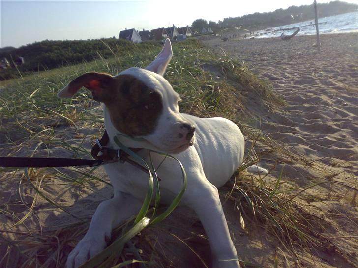 Amerikansk bulldog Zack - nøøj hvor det blæste ....  billede 17