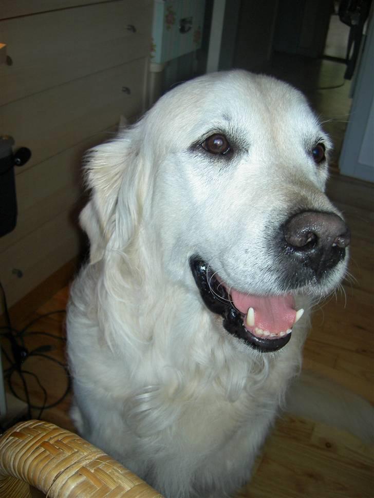 Golden retriever Golden Viva Kevin billede 1