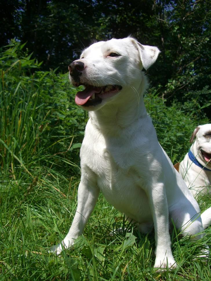 Jack russell terrier Futte billede 9