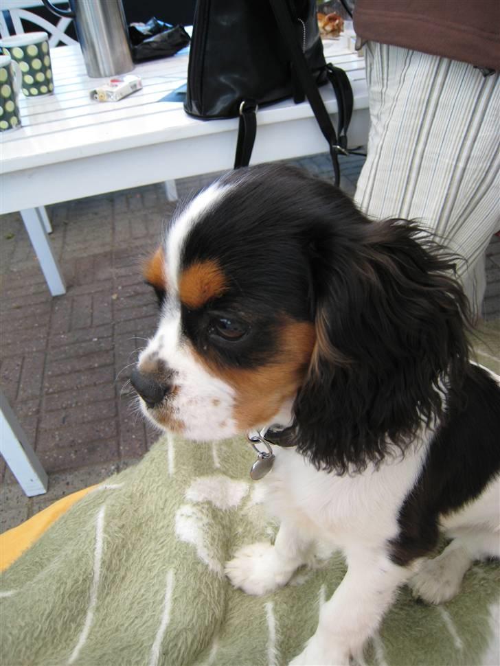 Cavalier king charles spaniel Zelma billede 5