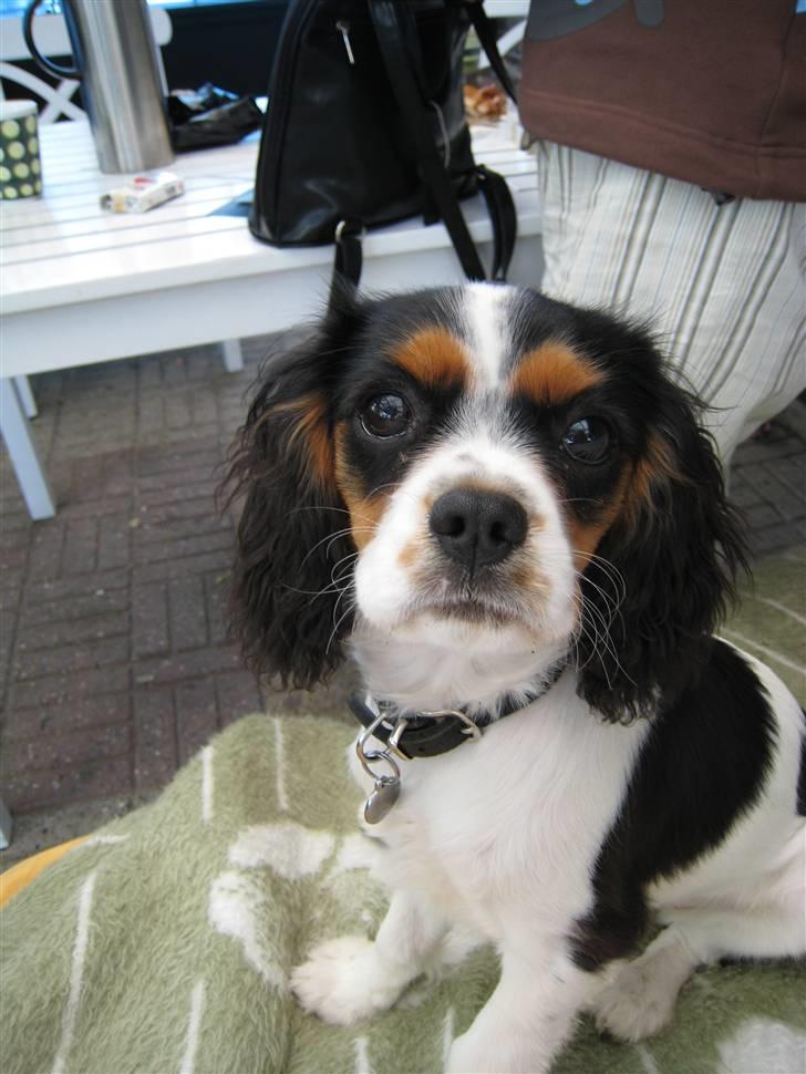 Cavalier king charles spaniel Zelma billede 6